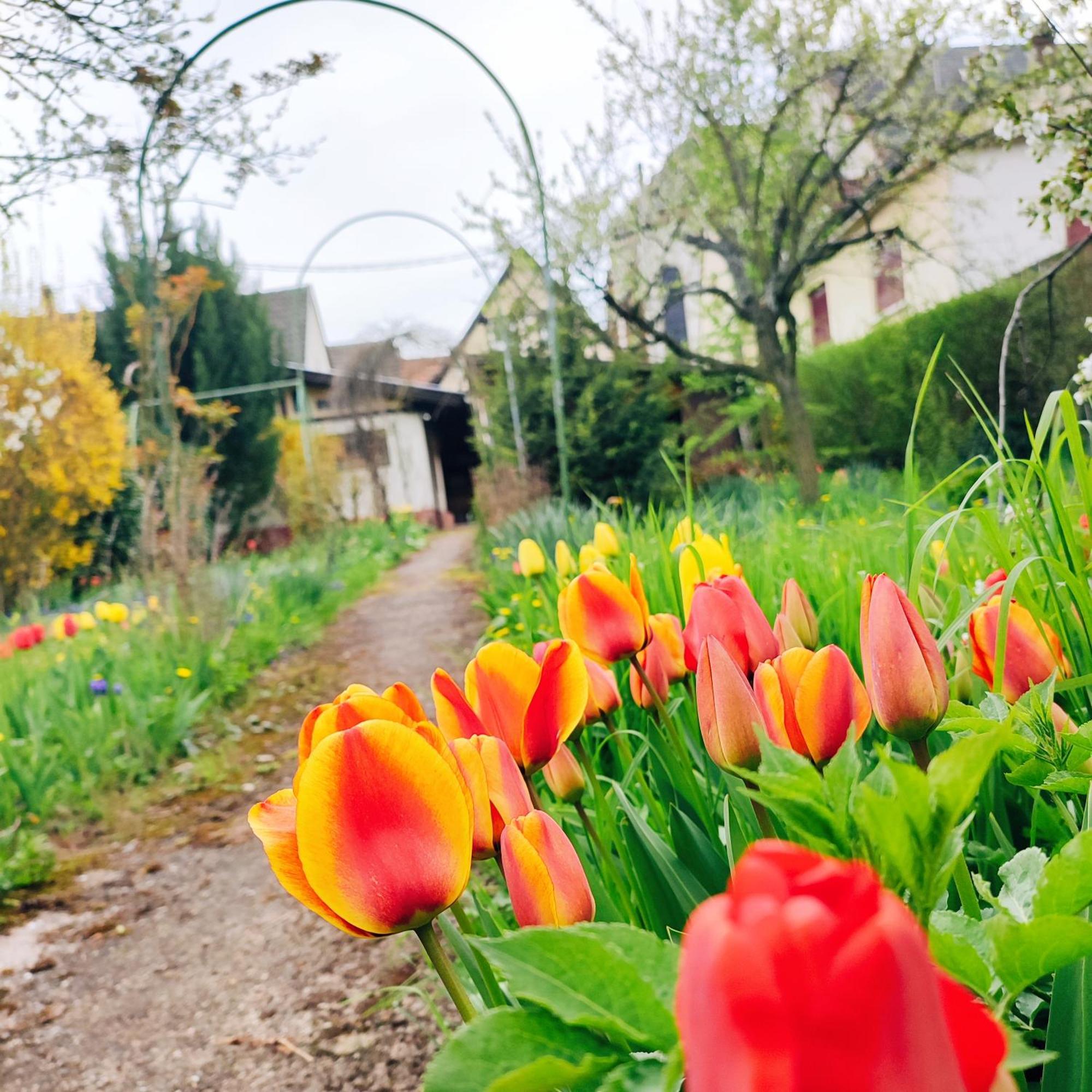 La Maison Flore ! Confort Et Nature Flexbourg Εξωτερικό φωτογραφία